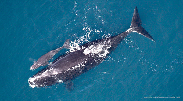 Don't Roll Back Vital Protections for Endangered Whales!