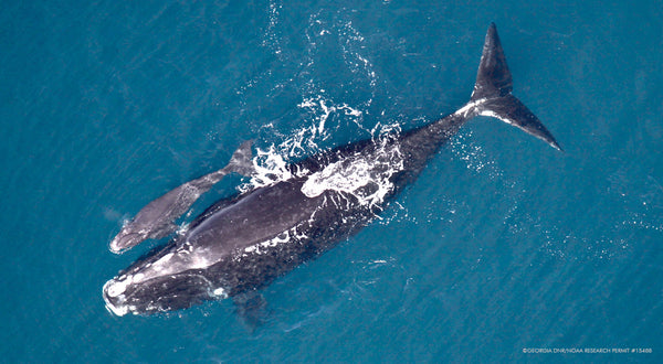 Don't Roll Back Vital Protections for Endangered Whales!